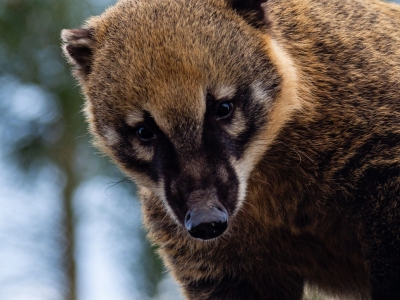 Rode neusbeer - De Zonnegloed - Dierenpark - Dieren opvangcentrum - Sanctuary